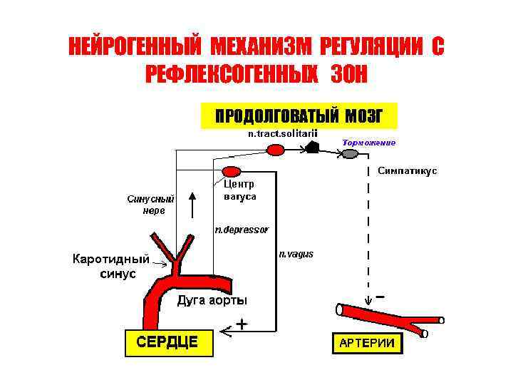 НЕЙРОГЕННЫЙ МЕХАНИЗМ РЕГУЛЯЦИИ С РЕФЛЕКСОГЕННЫХ ЗОН ПРОДОЛГОВАТЫЙ МОЗГ 