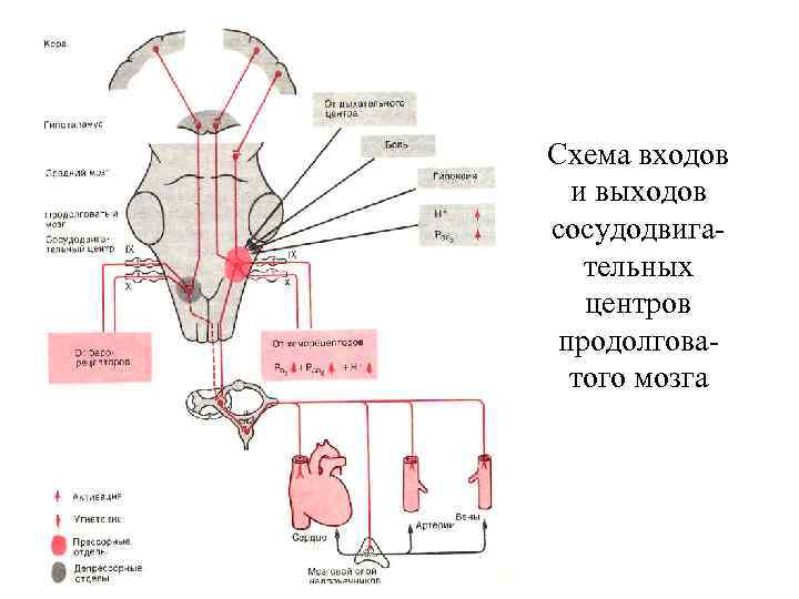 Схема входов и выходов сосудодвигательных центров продолговатого мозга 