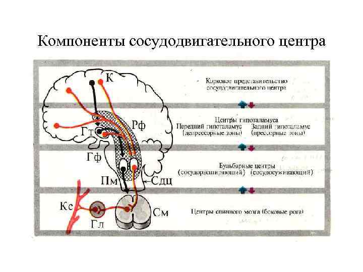 Компоненты сосудодвигательного центра 