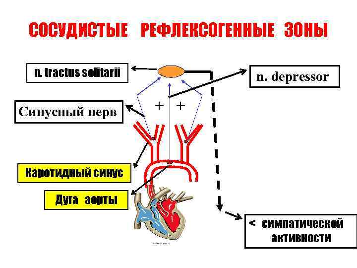 СОСУДИСТЫЕ РЕФЛЕКСОГЕННЫЕ ЗОНЫ n. tractus solitarii Синусный нерв n. depressor + + Каротидный синус