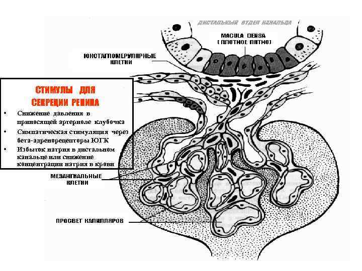 СХЕМА ЮГА СТИМУЛЫ ДЛЯ СЕКРЕЦИИ РЕНИНА • • • Снижение давления в приносящей артериоле