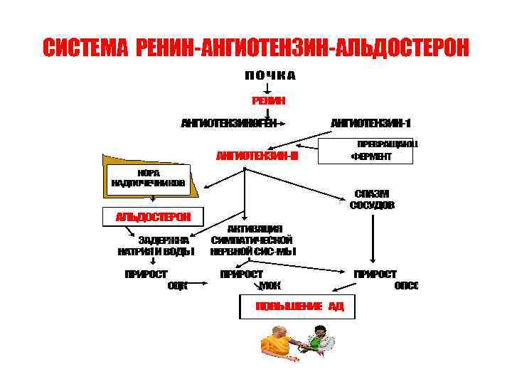 СИСТЕМА РЕНИН-АНГИОТЕНЗИН-АЛЬДОСТЕРОН 