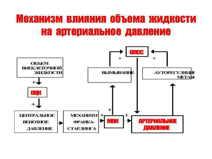 Механизм влияния объема жидкости на артериальное давление 