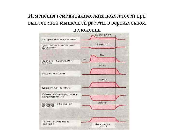 Изменения гемодинамических показателей при выполнении мышечной работы в вертикальном положении 