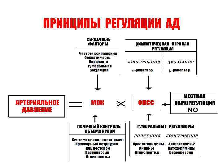 ПРИНЦИПЫ РЕГУЛЯЦИИ АД 