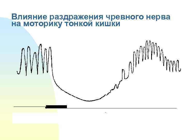 Влияние раздражения чревного нерва на моторику тонкой кишки 