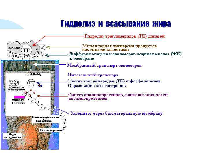 Гидролиз и всасывание жира 