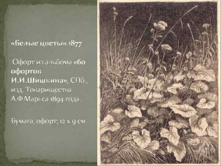  «Белые цветы» 1877 Офорт из альбома « 60 офортов И. И. Шишкина» ,