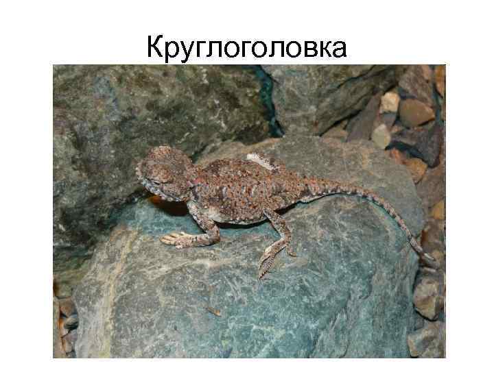 Круглоголовка 