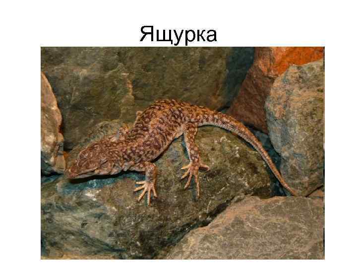 Ящурка 