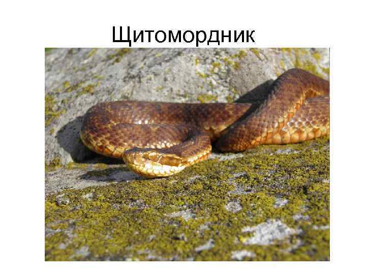 Щитомордник 