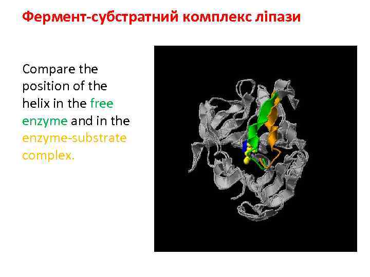 Фермент-субстратний комплекс ліпази Compare the position of the helix in the free enzyme and