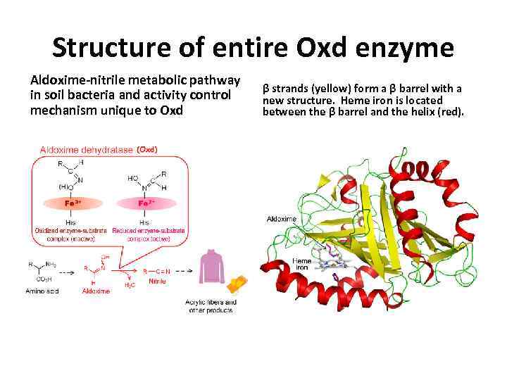 Structure of entire Oxd enzyme Aldoxime-nitrile metabolic pathway in soil bacteria and activity control