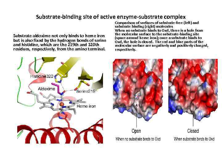 Substrate-binding site of active enzyme-substrate complex Substrate aldoxime not only binds to heme iron