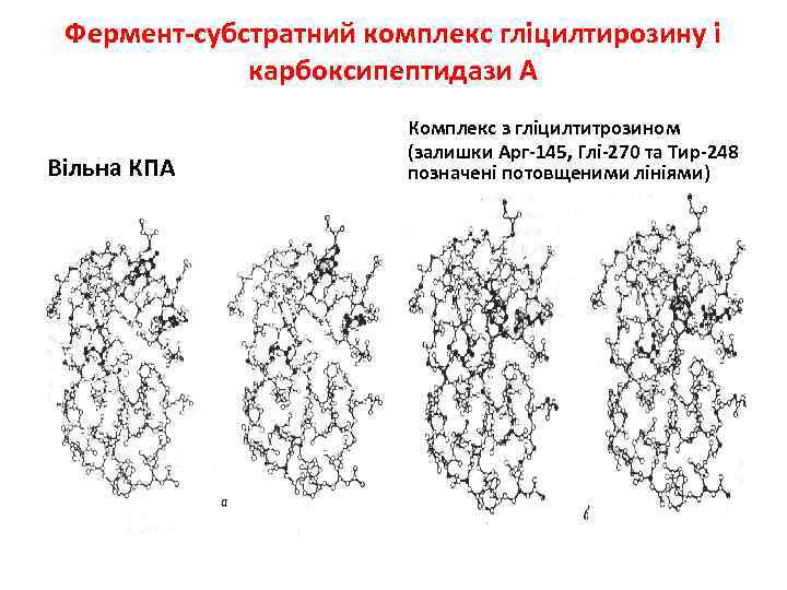 Фермент-субстратний комплекс гліцилтирозину і карбоксипептидази А Вільна КПА Комплекс з гліцилтитрозином (залишки Арг-145, Глі-270