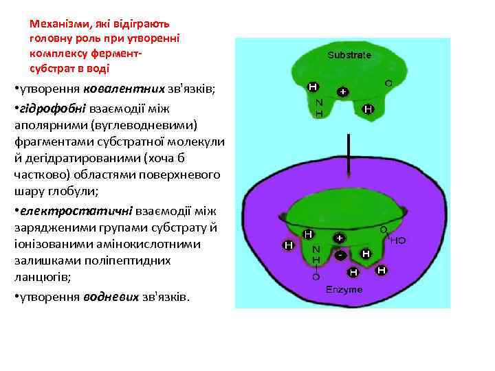 Механізми, які відіграють головну роль при утворенні комплексу ферментсубстрат в воді • утворення ковалентних