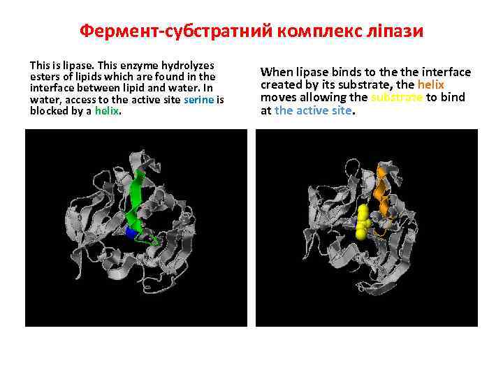 Фермент-субстратний комплекс ліпази This is lipase. This enzyme hydrolyzes esters of lipids which are