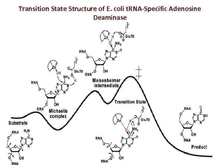 Transition State Structure of E. coli t. RNA-Specific Adenosine Deaminase 