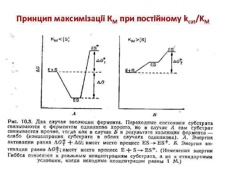 Принцип максимізації КМ при постійному kcat/KM 