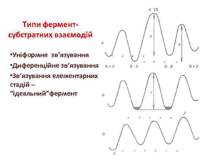 Типи ферментсубстратних взаємодій • Уніформне зв’язування • Диференційне зв’язування • Зв’язування елементарних стадій –