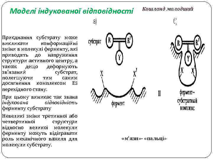 Моделі індукованої відповідності Приєднання субстрату може викликати конформаційні зміни в молекулі ферменту, які приводять