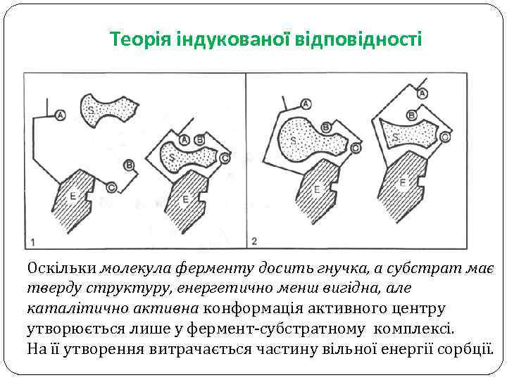 Теорія індукованої відповідності Оскільки молекула ферменту досить гнучка, а субстрат має тверду структуру, енергетично