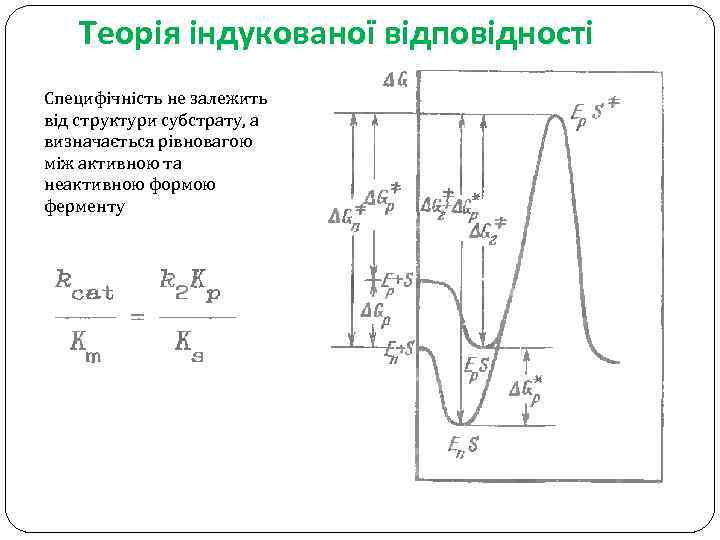 Теорія індукованої відповідності Специфічність не залежить від структури субстрату, а визначається рівновагою між активною