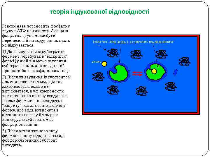 теорія індукованої відповідності Гексокіназа переносить фосфатну групу з АТФ на глюкозу. Але ця ж
