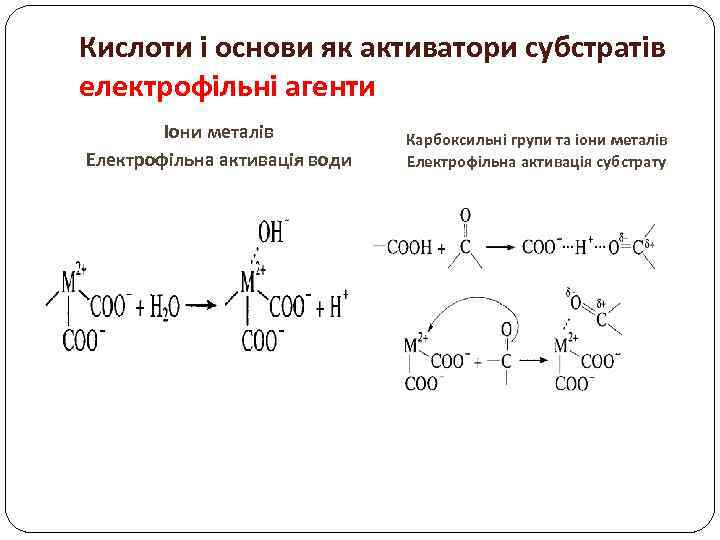 Кислоти і основи як активатори субстратів електрофільні агенти Іони металів Електрофільна активація води Карбоксильні