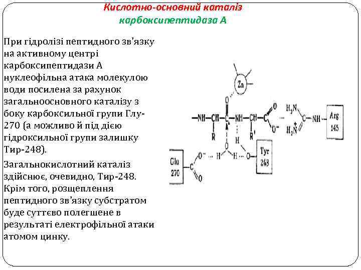 Кислотно-основний каталіз карбоксипептидаза А При гідролізі пептидного зв'язку на активному центрі карбоксипептидази А нуклеофільна