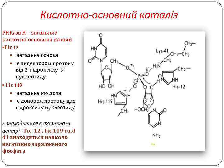 Кислотно-основний каталіз РНКаза Н – загальний кислотно-основний каталіз §Гіс 12 § загальна основа §