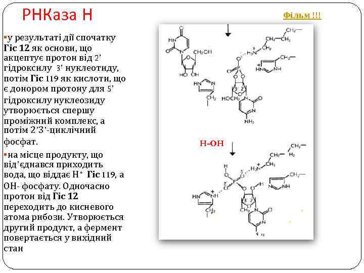 РНКаза Н Фільм !!! §у результаті дії спочатку Гіс 12 як основи, що акцептує