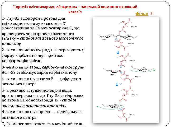 Гідроліз олігосахарида лізоцимом – загальний кислотно-основний каталіз Фільм !!! 1 - Глу-35 є донором