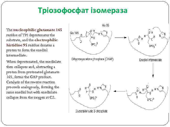 Тріозофосфат ізомераза The nucleophilic glutamate 165 residue of TPI deprotonates the substrate, and the