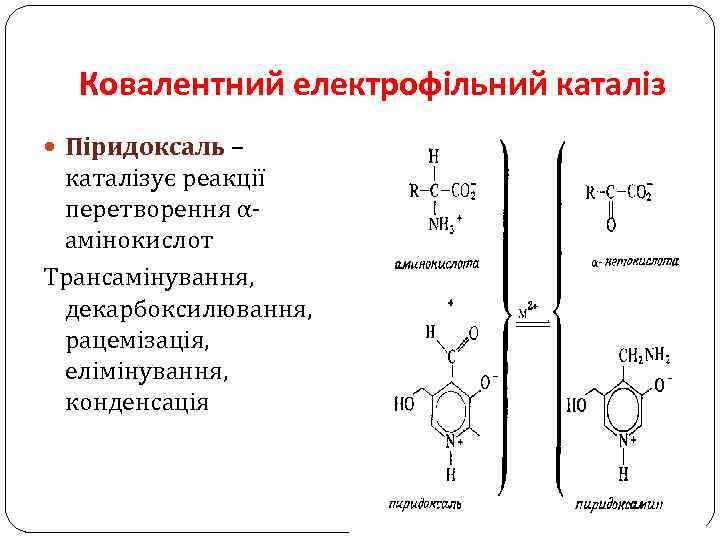 Ковалентний електрофільний каталіз Піридоксаль – каталізує реакції перетворення αамінокислот Трансамінування, декарбоксилювання, рацемізація, елімінування, конденсація