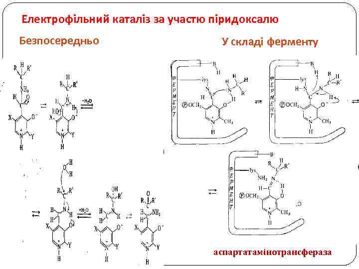 Електрофільний каталіз за участю піридоксалю Безпосередньо У складі ферменту аспартатамінотрансфераза 