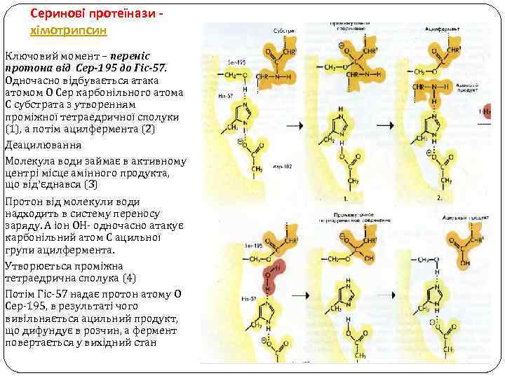 Серинові протеїнази хімотрипсин Ключовий момент – переніс протона від Сер-195 до Гіс-57. Одночасно відбувається