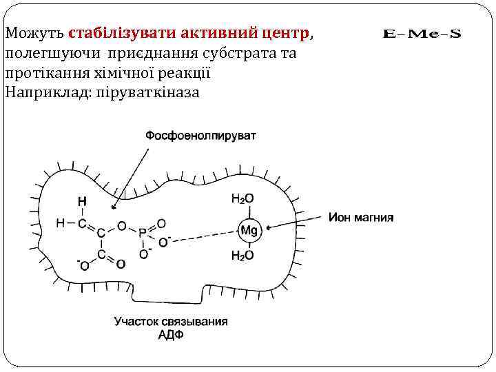 Можуть стабілізувати активний центр, полегшуючи приєднання субстрата та протікання хімічної реакції Наприклад: піруваткіназа 