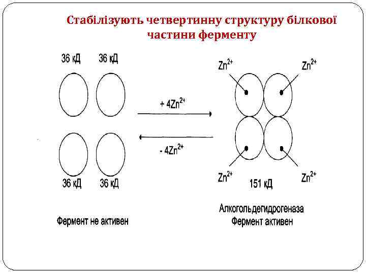 Стабілізують четвертинну структуру білкової частини ферменту 