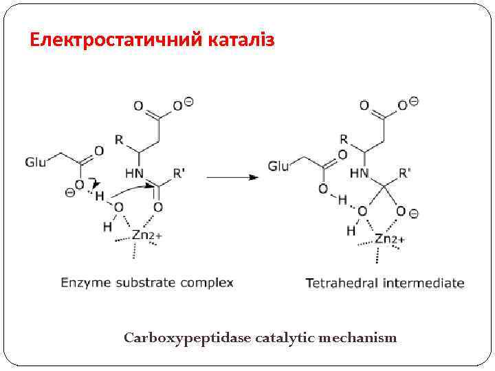 Електростатичний каталіз Carboxypeptidase catalytic mechanism 