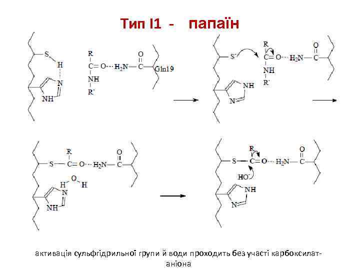 Тип I 1 - папаїн активація сульфгідрильної групи й води проходить без участі карбоксилатаніона