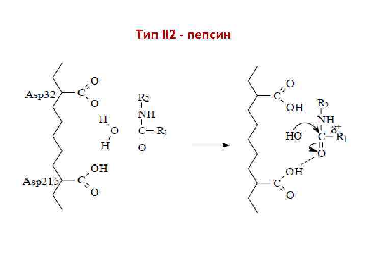 Тип II 2 - пепсин 