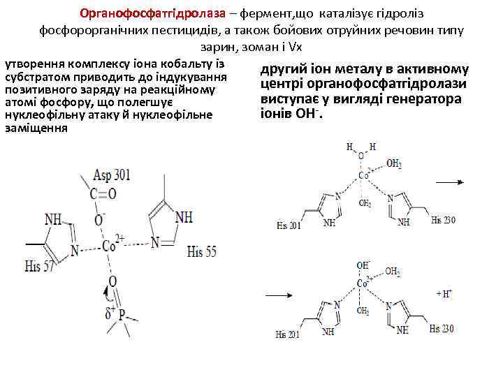 Органофосфатгідролаза – фермент, що каталізує гідроліз фосфорорганічних пестицидів, а також бойових отруйних речовин типу