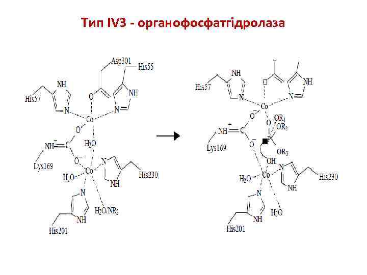 Тип IV 3 - органофосфатгідролаза 