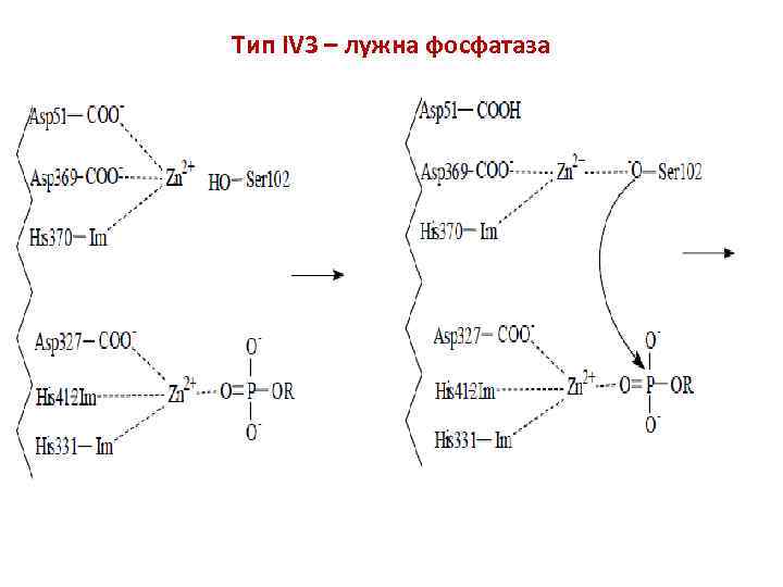 Тип IV 3 – лужна фосфатаза 