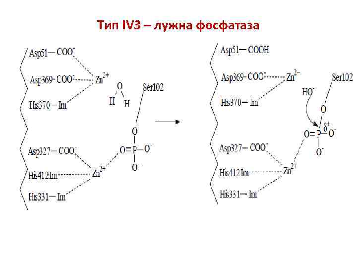 Тип IV 3 – лужна фосфатаза 