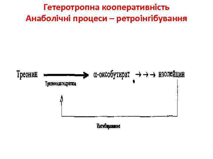 Гетеротропна кооперативність Анаболічні процеси – ретроінгібування 