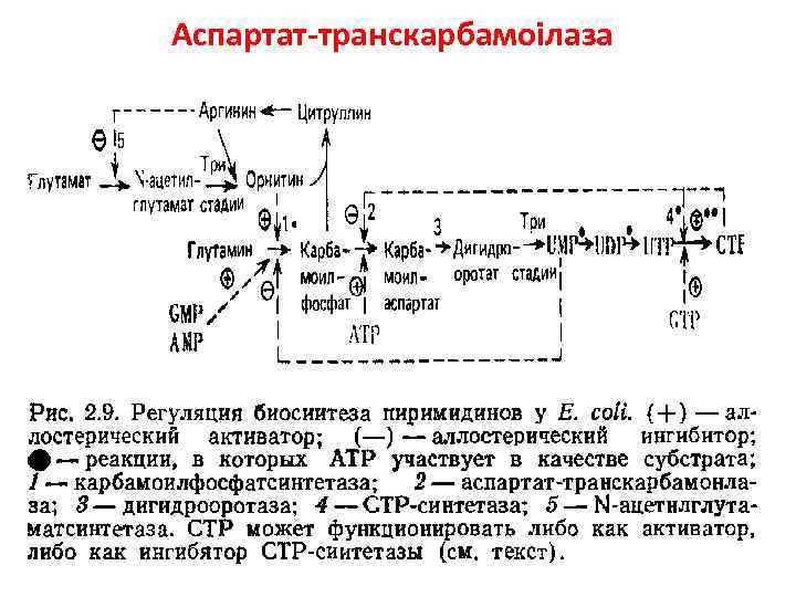 Аспартат-транскарбамоілаза 
