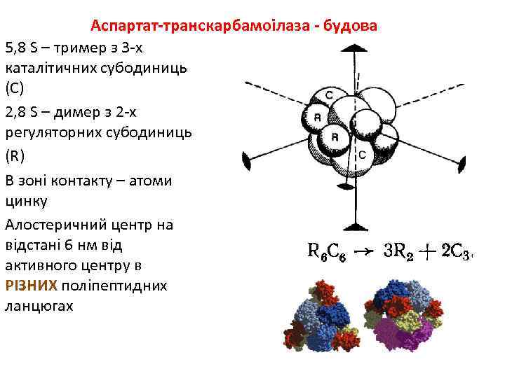 Аспартат-транскарбамоілаза - будова 5, 8 S – тример з 3 -х каталітичних субодиниць (С)