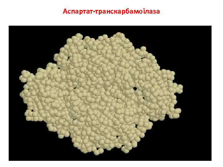 Аспартат-транскарбамоілаза 